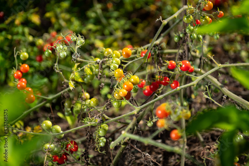 Colorful variety of wild tomatoes on the vine of a small tomato tree in the garden. Scene with blurred natural background.