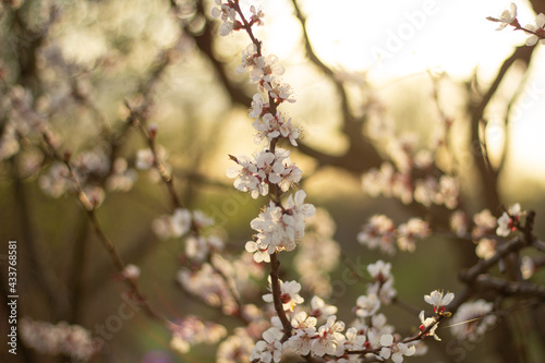 blooming tree in spring