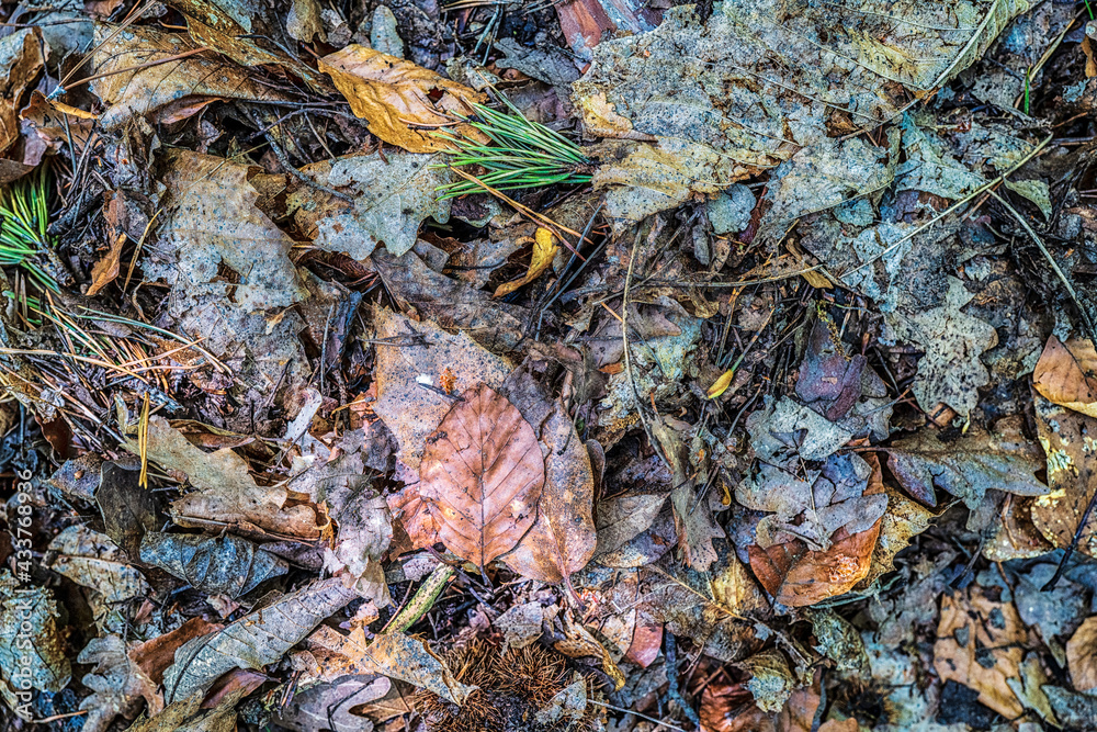 feuilles mortes sur le sol feuilles mortes sur le sol