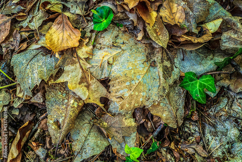 feuilles mortes sur le sol