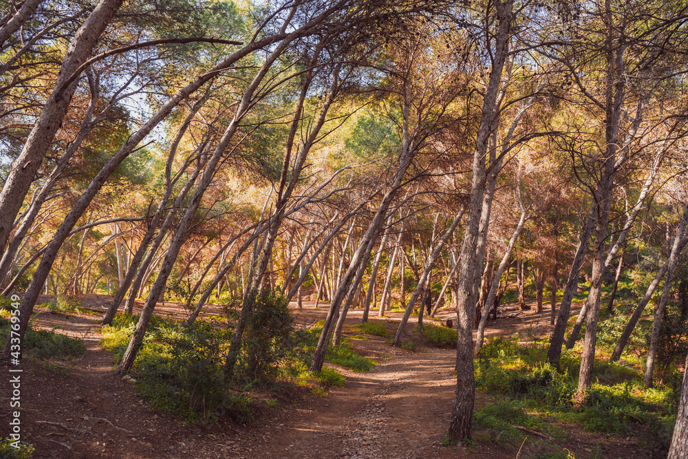Fototapeta premium Beautiful landscape of very tall trees in the forest and several paths for hikers