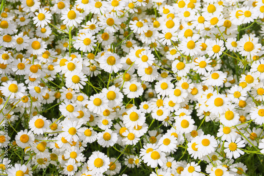 Chamomile flower field. Camomile in the nature. Field of camomiles at sunny day at nature. Camomile daisy flowers in summer day. Chamomile flowers field wide background in sun light Chamomile flower field. Camomile in the nature. Field of camomiles at sunny day at nature. Camomile daisy flowers in summer day. Chamomile flowers field wide background in sun light