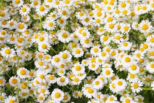 Chamomile flower field. Camomile in the nature. Field of camomiles at sunny day at nature. Camomile daisy flowers in summer day. Chamomile flowers field wide background in sun light