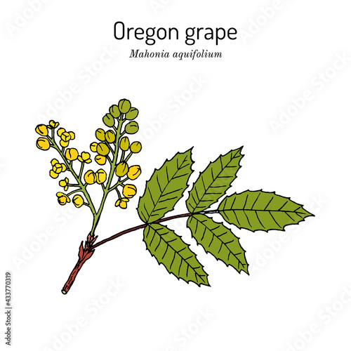 Oregon grape Mahonia aquifolium