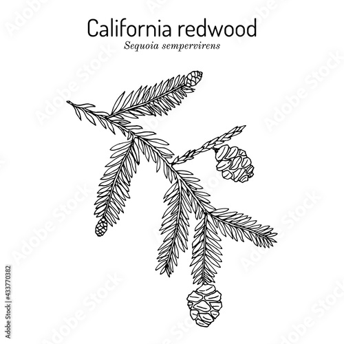 Coastal redwood Sequoia sempervirens , state tree of Californi photo
