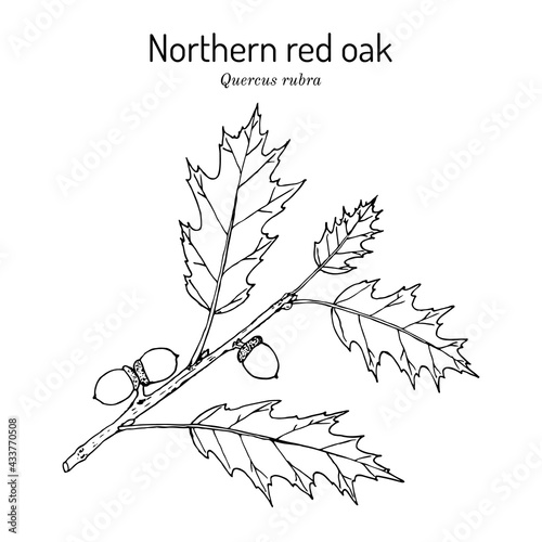Northern red oak Quercus rubra , state tree of New Jersey