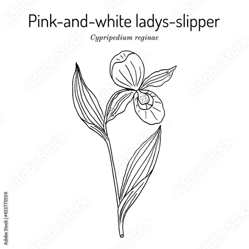 Queens ladys-slipper Cypripedium reginae , state flower of Minnesota