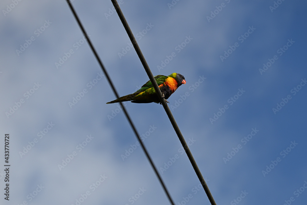 Obraz premium A rainbow lorikeet perched on a powerline on a sunny day