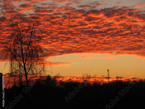 sunset in the forest © Елена Богуш