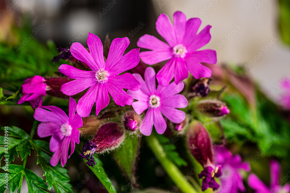 Spring flowers in the garden. Close up. Spring flowers in the garden. Close up.