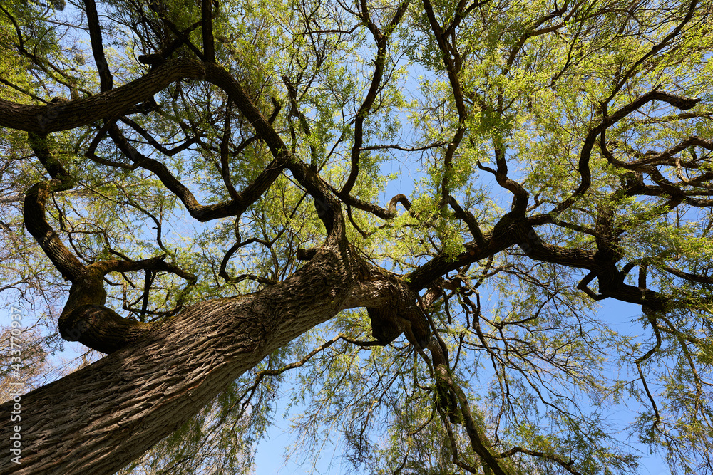 Obraz premium Tree weeping willow (Salix chrysocoma, goldene Trauerweide) Flowering plant in spring with brown stem and green leaves. Oblique view from below. Germany.