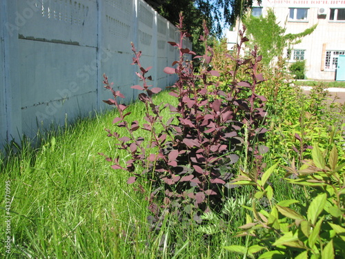 flowers in the garden