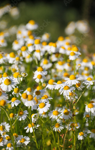 Chamomile flower field. Camomile in the nature. Field of camomiles at sunny day at nature. Camomile daisy flowers in summer day. Chamomile flowers field wide background in sun light © Lesya