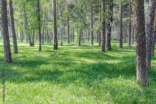 Spring in nature. Sunny glade with young green grass in a pine forest.