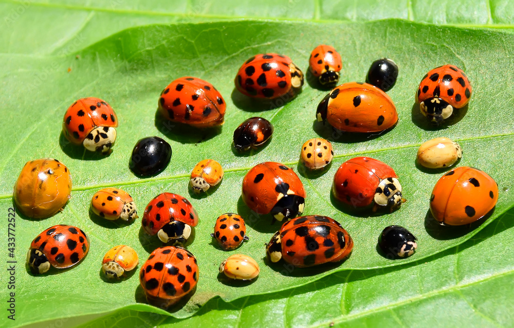 Obraz premium Ladybugs (ladybirds) (Coleoptera: Coccinellidae). Adults. Color biodiversity of ladybirds on green leaf 