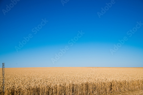 Golden wheat field and sunny day