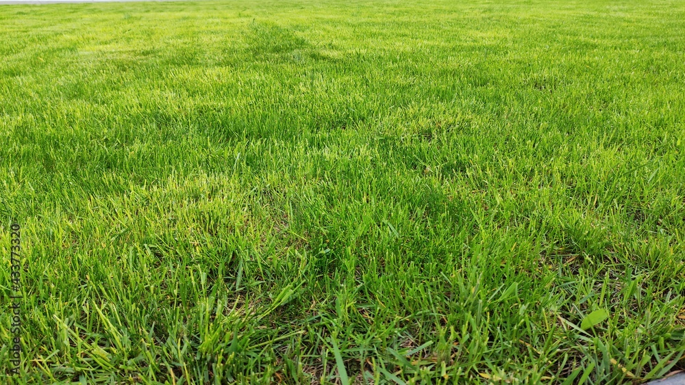 Green grass texture background, fresh green lawn.
Close-up of grass in the garden, green grass nature background texture.