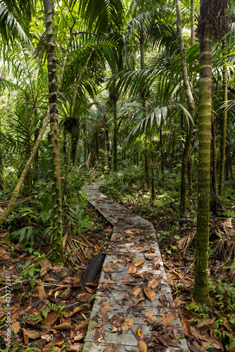 Footpath through a tropical Jungle