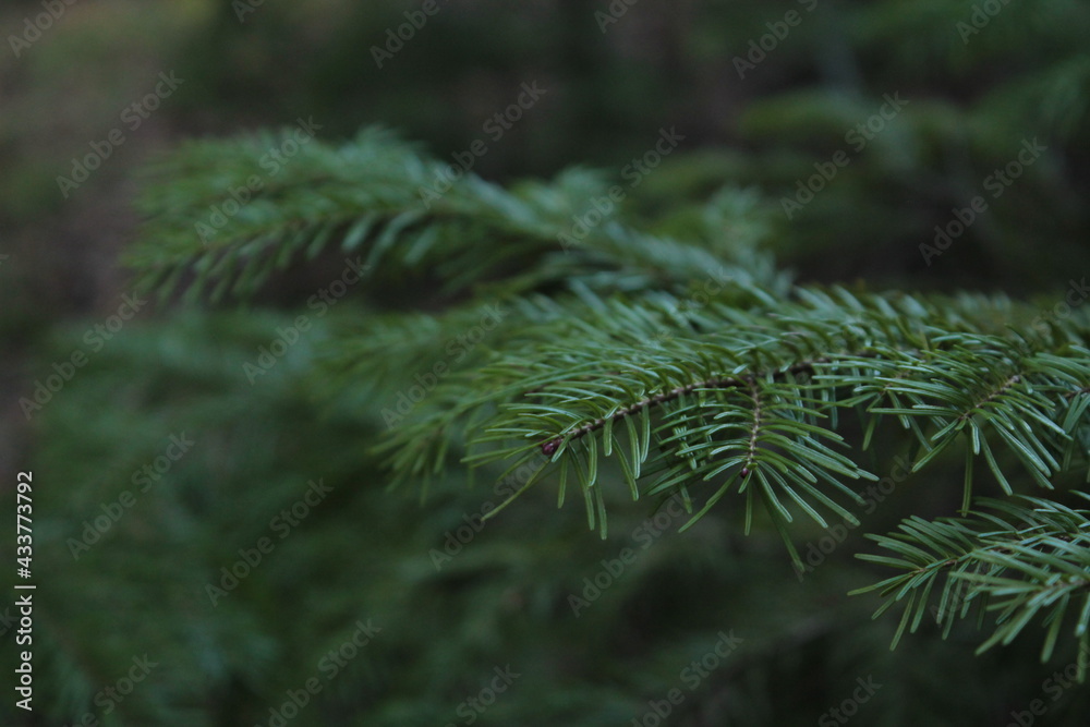 green tree branch with needles, spring. Green tree branch with needles, Christmas tree in the forest
green tree branch with needles, spring. Green tree branch with needles, Christmas tree in the forest