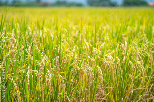 Ripe rice paddy field for background.