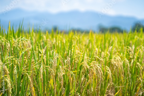 Ripe rice paddy field for background.