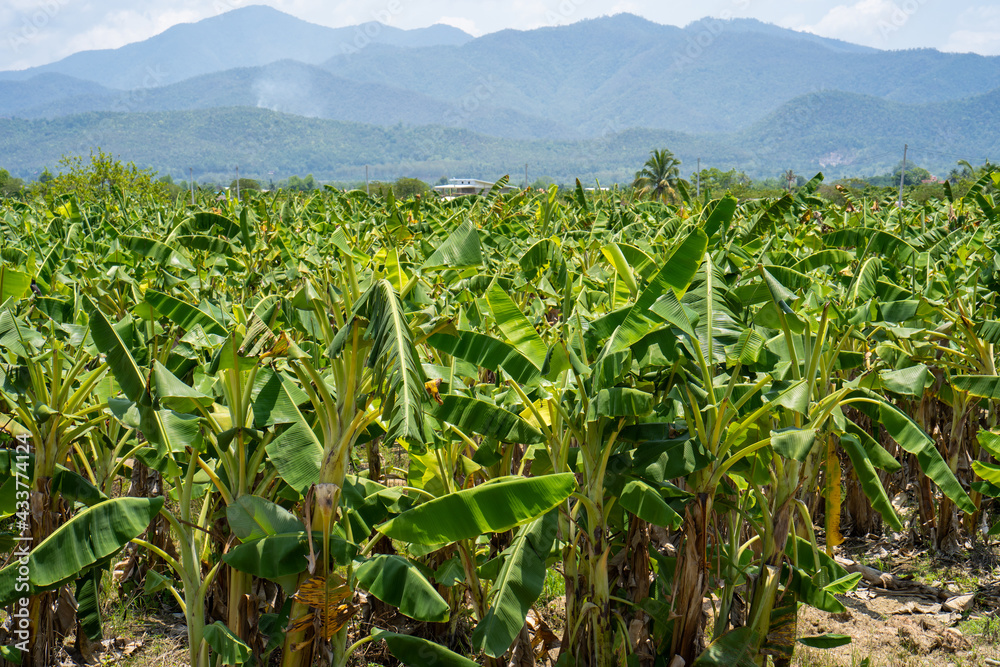 Banana tree field against mountains background Banana tree field against mountains background