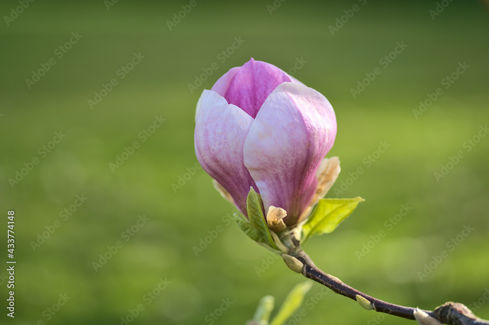 Beautiful macro view of unopened pink Chinese saucer magnolia (Magnolia Soulangeana) tree blossoms buds blooming on university campus, Dublin, Ireland. Soft and selective focus