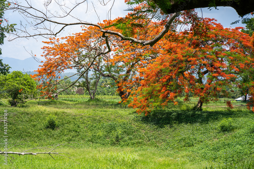 Naklejka premium Blossom red Peacock flower background in nature.
