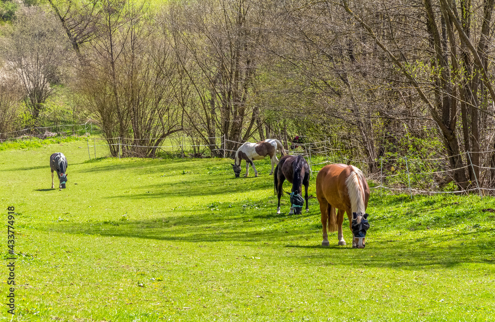 horses at spring time horses at spring time