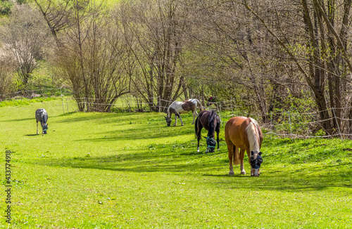 horses at spring time © PRILL Mediendesign