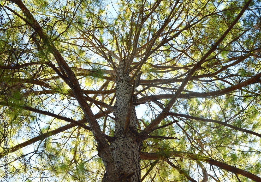 Fototapeta premium branches against sky