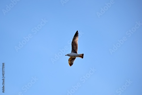 bird in flight