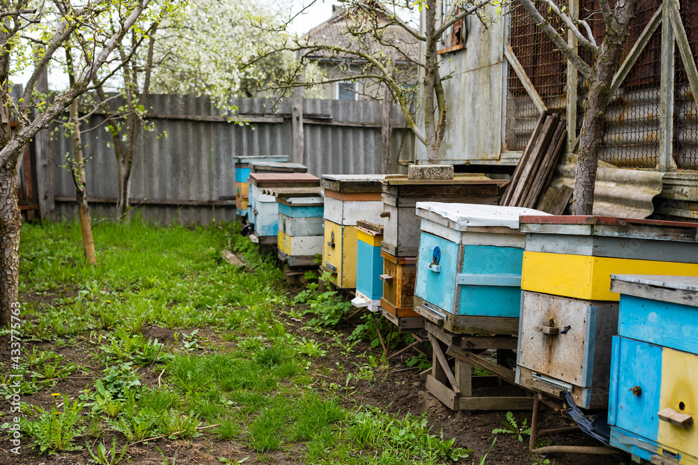Rows of hives under branches with cherry blossoms. Apiary in the spring in aperil. Honeybees collecting pollen from white flowers in garden. Rows of hives under branches with cherry blossoms. Apiary in the spring in aperil. Honeybees collecting pollen from white flowers in garden.