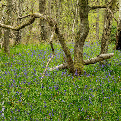 Woodland in spring with bluebell flowers on the ground.
