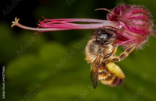 Red Mason Bee (Osmia bicornis) © Mark