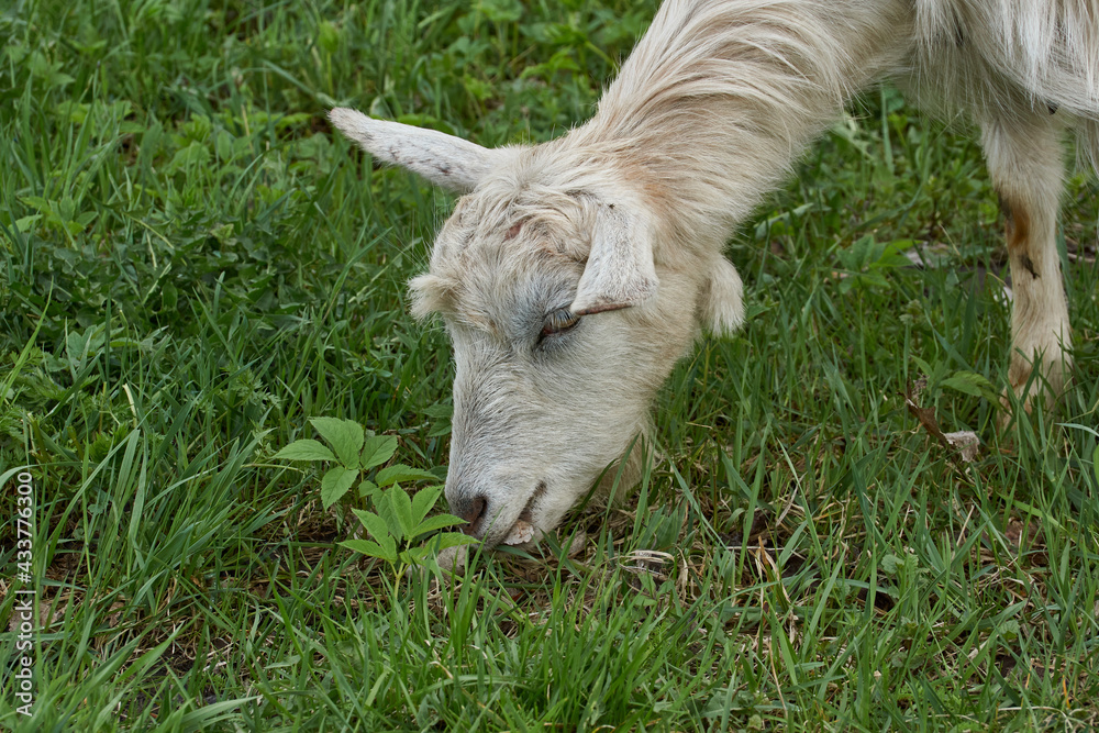 Obraz premium Spring. A goat grazes in a meadow on a warm May day.