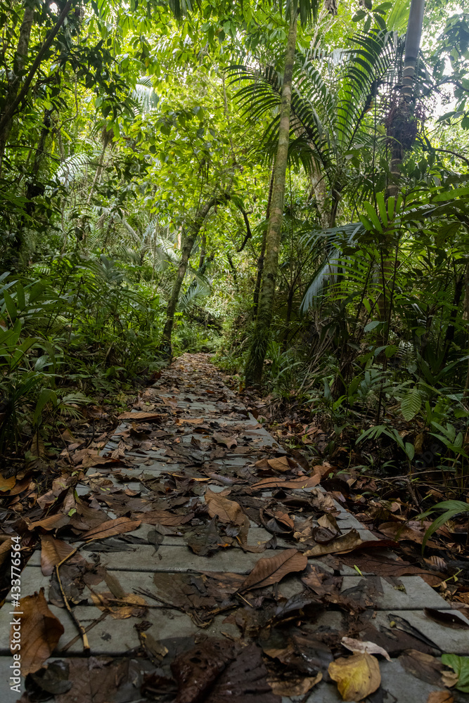 Footpath through a tropical Jungle Footpath through a tropical Jungle