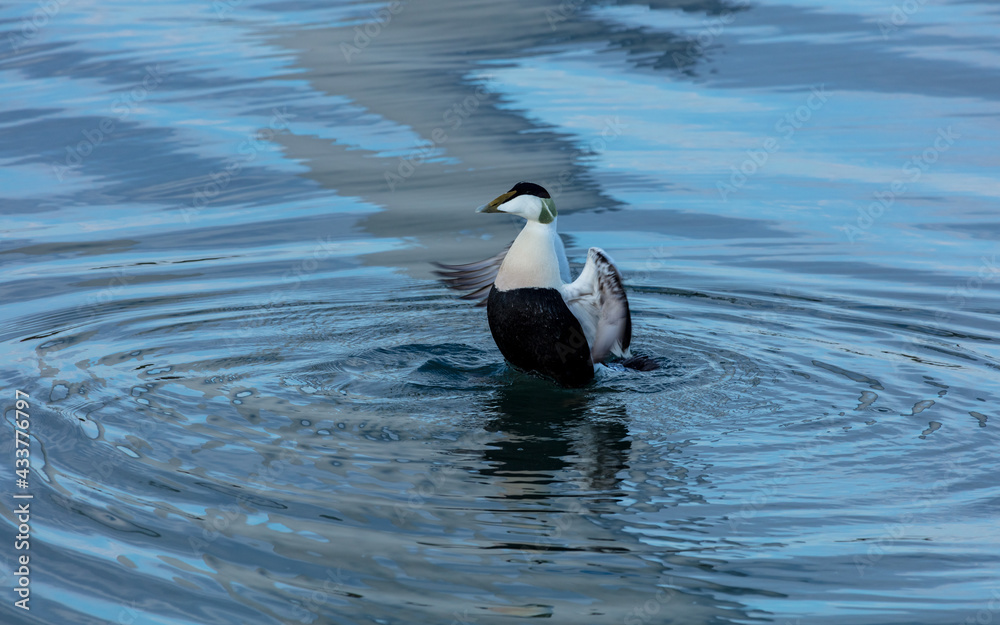 Male Eider Duck swimming in blue water with ripples and reflection. Male Eider Duck swimming in blue water with ripples and reflection.