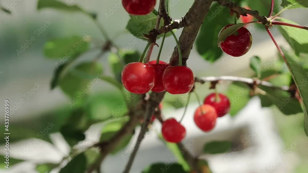 Red sour cherry tree branch with pair of tasty fruit on wind. Close-up cherry tree branches and fruit Red sour cherry tree branch with pair of tasty fruit on wind. Close-up cherry tree branches and fruit