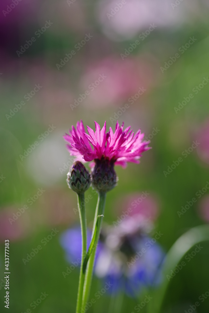 Obraz premium 矢車草