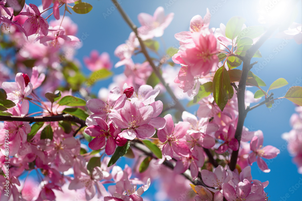 Spring cherry blossoms with rose petals in a spring garden on a sunny day. Pink sakura flowers