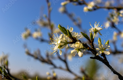 white flowers on a tree against a blue sky