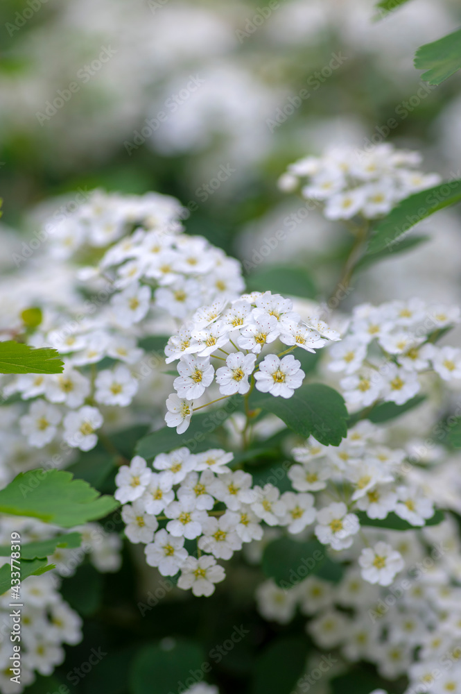 Spiraea vanhouttei meadowsweet ornamental shrub in bloom, group of bright white flowering flowers on branches Spiraea vanhouttei meadowsweet ornamental shrub in bloom, group of bright white flowering flowers on branches