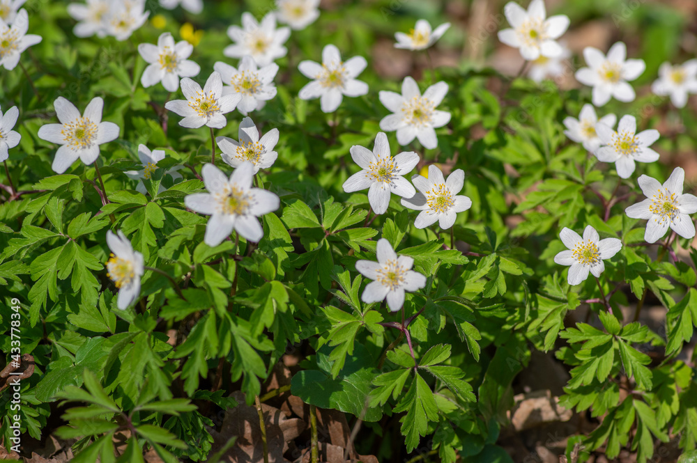 Anemonoides nemorosa wood anemone white flower in bloom, springtime flowering bunch of wild plants Anemonoides nemorosa wood anemone white flower in bloom, springtime flowering bunch of wild plants