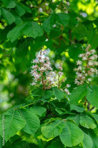 Aesculus hippocastanum horse chestnut tree in bloom, group of white flowering flowers and leaves on branches