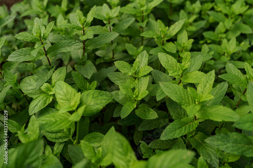 Close up fresh organic mint in the garden. Healthy food and life concept