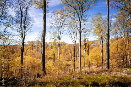 Beech forest in autumn - vintage style.