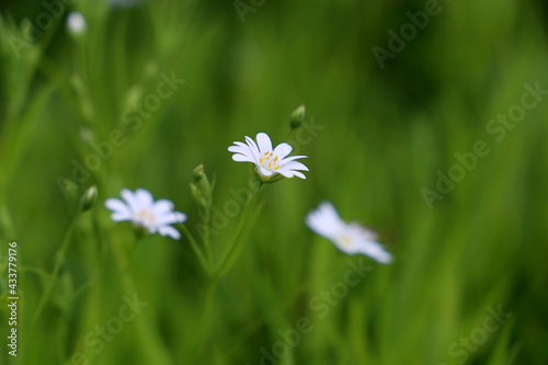 Spring meadow with white flowers of Greater Stitchwort (Stellaria holostea) in green grass. Floral background, beauty of nature © Oleg