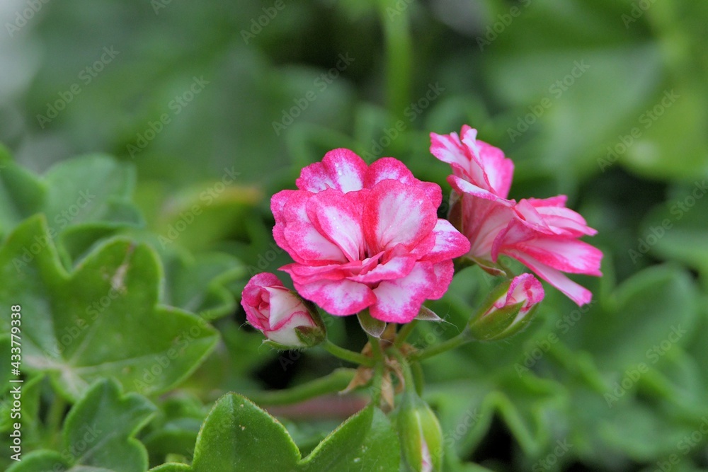 Beautiful flowers in a garden of Brittany. France