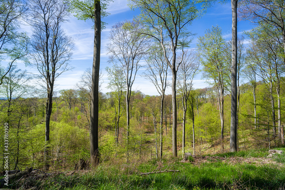 Panoramic view for the beech forest in spring time.